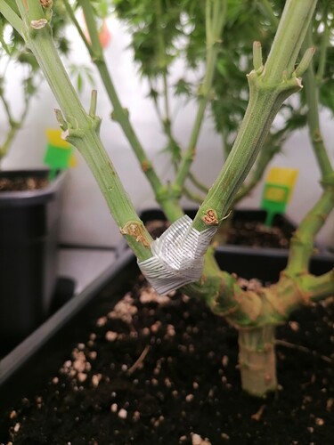 Growreport Bild 4