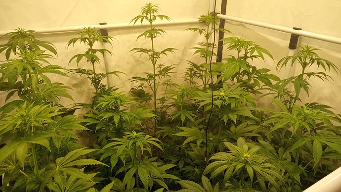 Growreport Bild 5