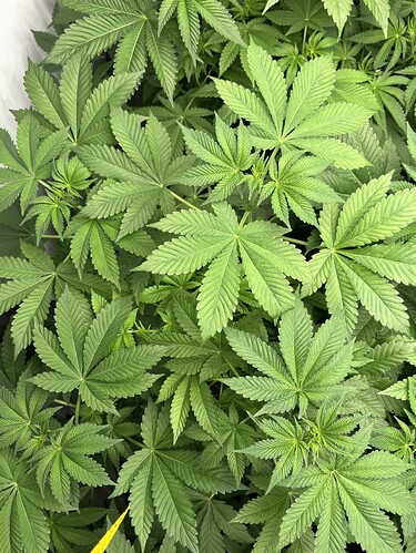 Growreport Bild 21