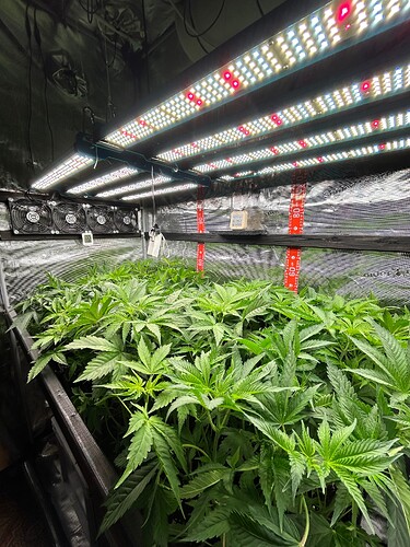 Growreport Bild 5