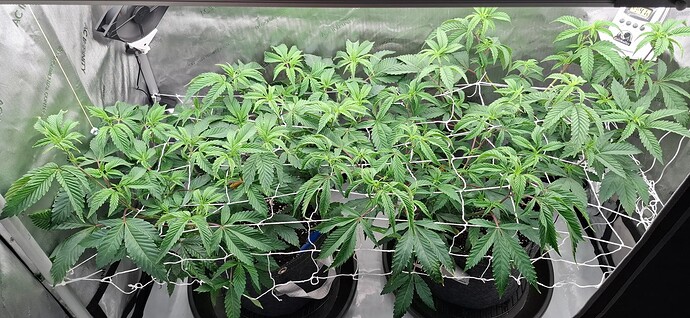 Growreport Bild 1
