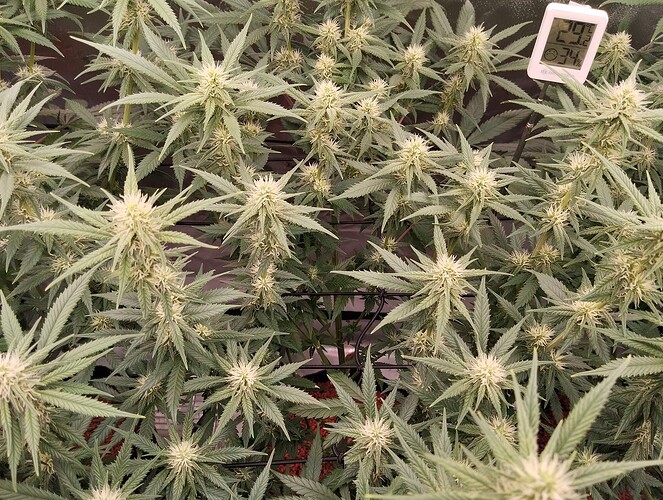 Growreport Bild 6