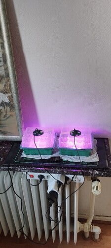 IMG_20250310_124129