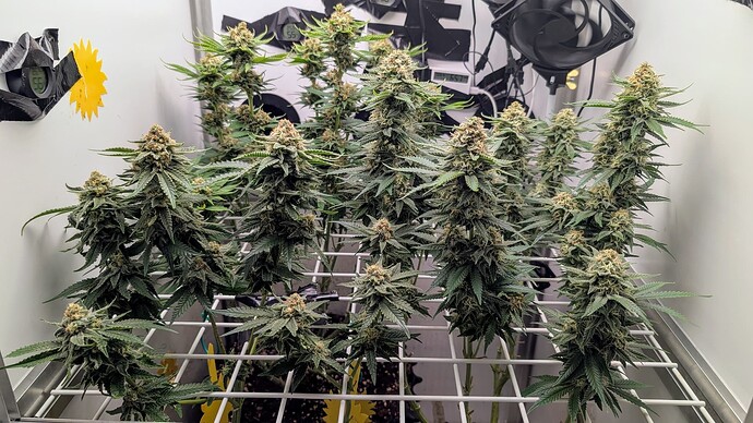 Growreport Bild 29