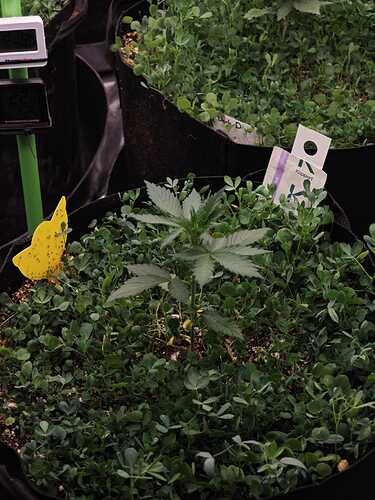 Growreport Bild 3