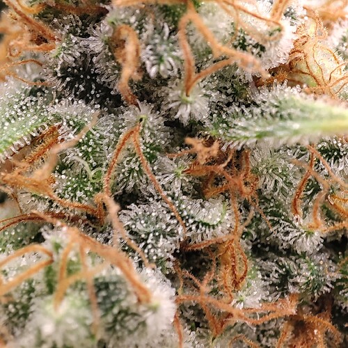 Growreport Bild 89