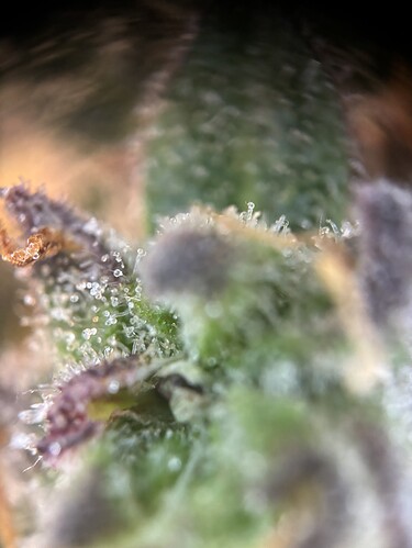 Growreport Bild 95