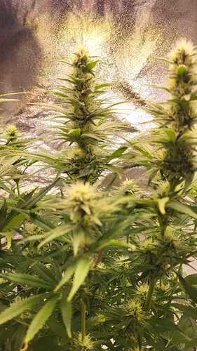 Growreport Bild 11