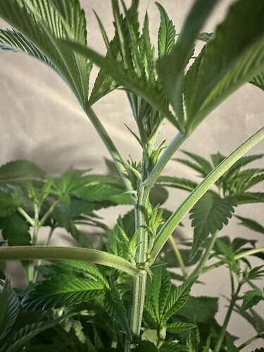 Growreport Bild 22