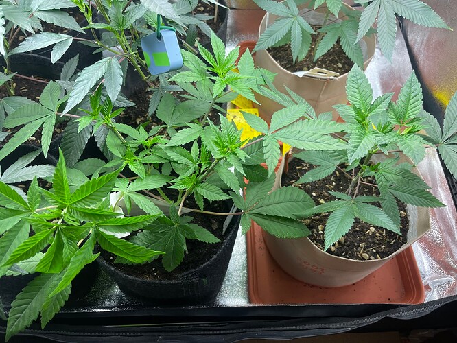 Growreport Bild 32