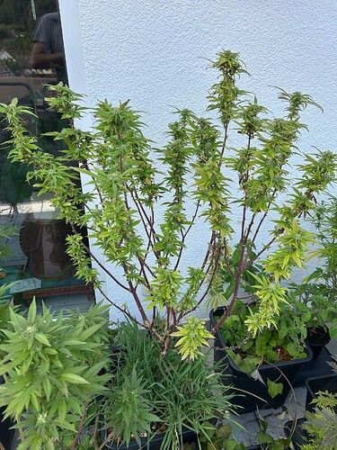 Growreport Bild 29