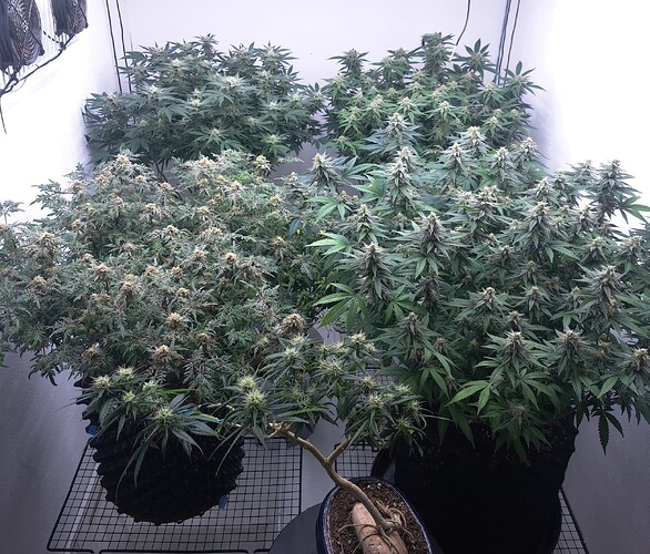 Growreport Bild 27