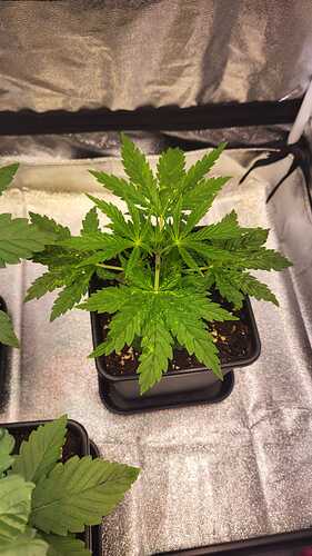Growreport Bild 7