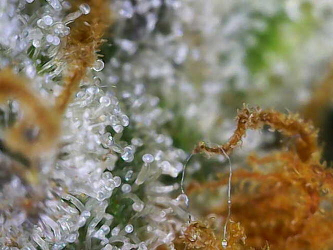 Growreport Bild 16