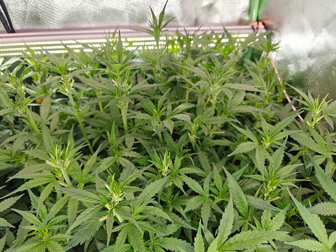 Growreport Bild 12
