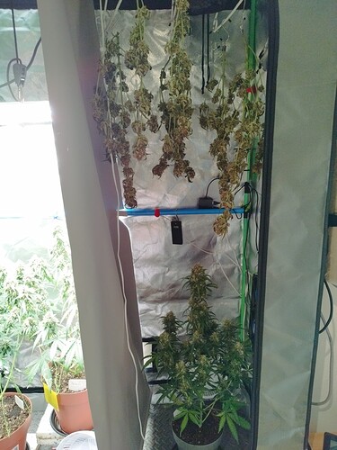 Mehrere Cannabis-Pflanzen hängen kopfüber in einem Zelt zur Trocknung. Eine weitere Pflanze steht in einem Topf auf dem Boden.