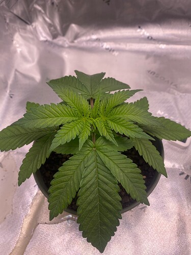 Growreport Bild 1