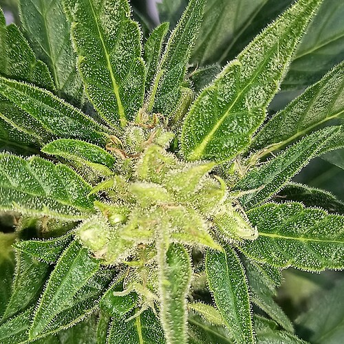 Growreport Bild 19