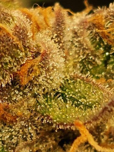 Growreport Bild 1