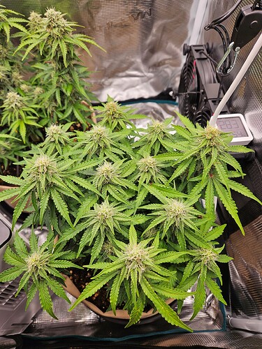 Growreport Bild 86
