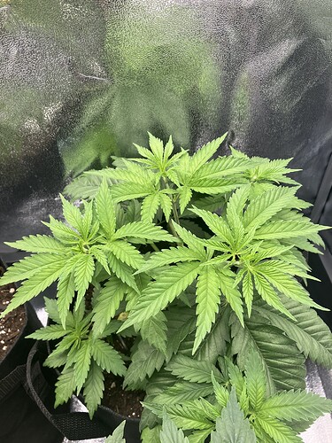 Growreport Bild 20