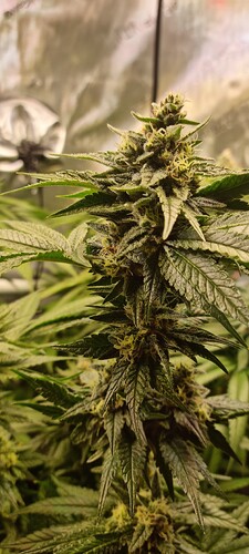 Growreport Bild 19