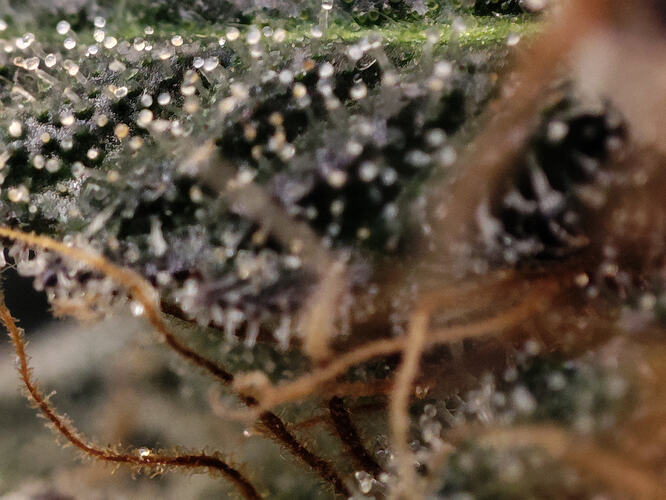 Growreport Bild 97