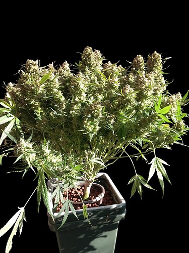 1000003577-Photoroom