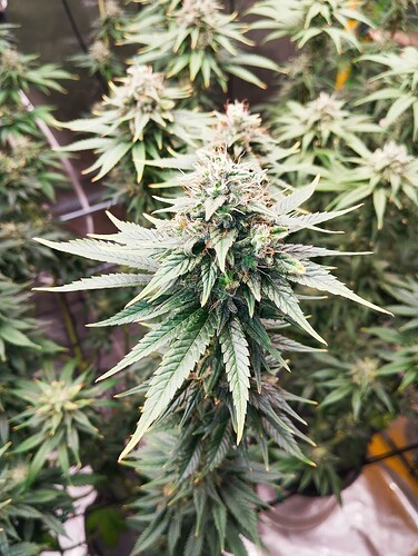 Growreport Bild 4