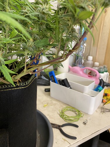 Growreport Bild 80