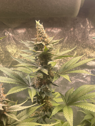 Growreport Bild 7