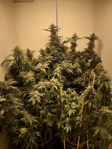 Growreport Bild 3