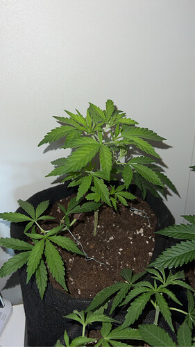 Growreport Bild 4