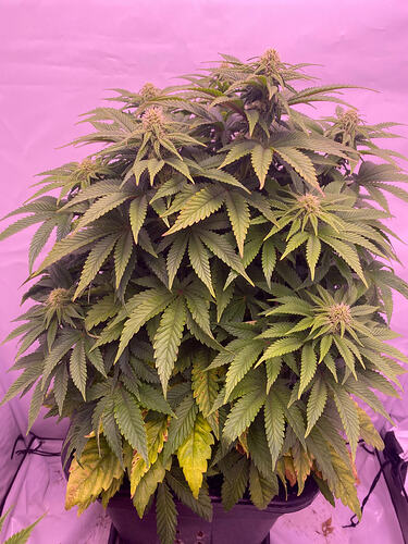 Growreport Bild 3