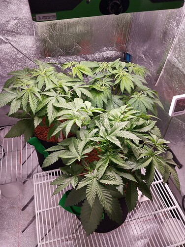 Growreport Bild 7