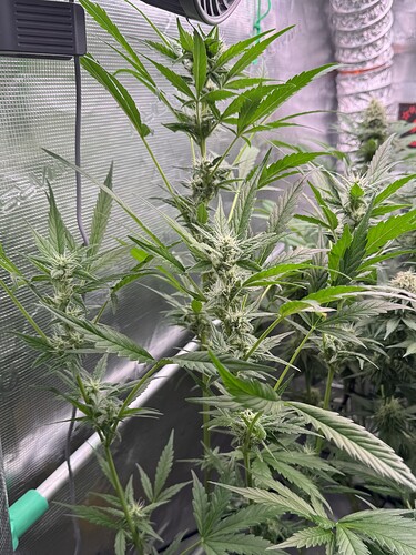 Growreport Bild 46