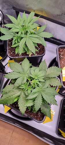 WhatsApp Image 2025-12-08 at 18.13.07 (4)