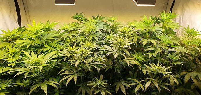 Growreport Bild 2