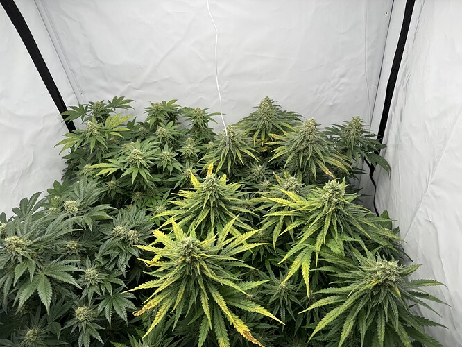 Growreport Bild 1