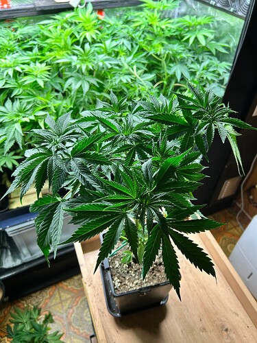 Growreport Bild 2