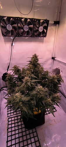 Growreport Bild 9
