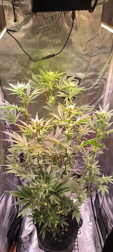 Growreport Bild 3