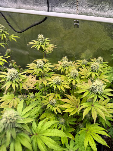 Growreport Bild 18