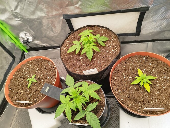 Vier junge Cannabispflanzen in verschiedenen Töpfen, die in einem Zelt wachsen. Zwei Pflanzen sind größer und haben bereits mehrere Blattpaare, während die anderen beiden kleiner sind und sich noch im frühen Sämlingsstadium befinden.