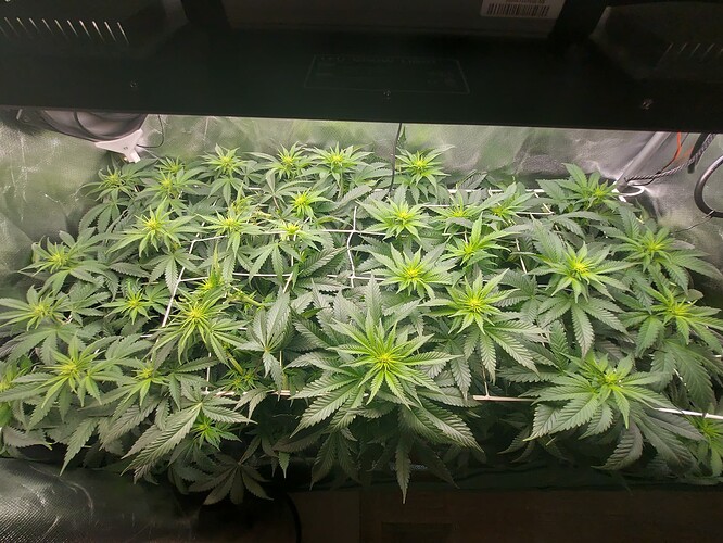 Growreport Bild 1
