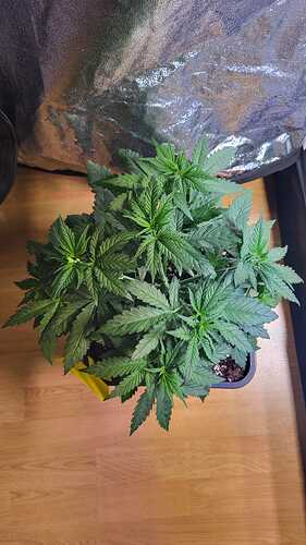 Growreport Bild 30