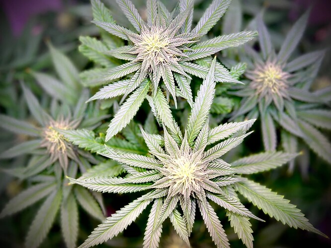 Weedporn Juli 23