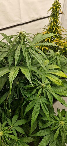 Growreport Bild 18