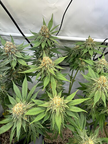 Growreport Bild 17