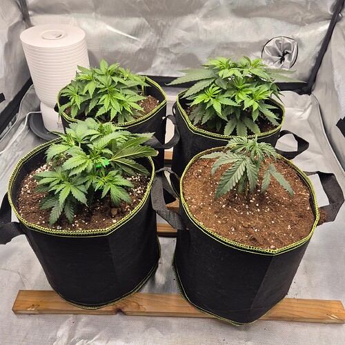 Growreport Bild 6